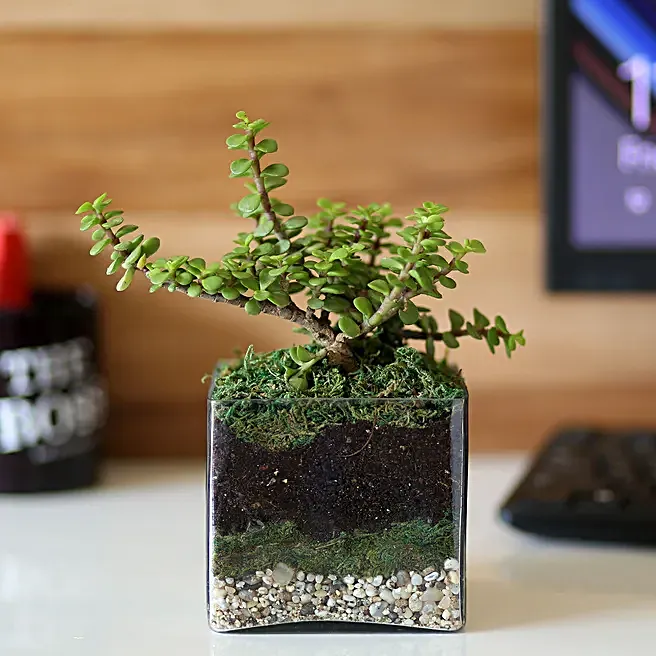 Jade Plant 4" Glass Terrarium55555555555555555555555
